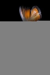 Эффект бабочки